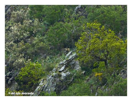 Esperando a los osos en Muniellos