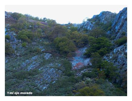 Esperando a los osos en Muniellos