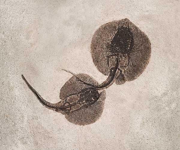 fósiles de mataraya (Asterotrygon maloneyi) durante el apareamiento