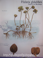 Foto-reseña: El Herbario de las Hadas, de Sebastien Perez.