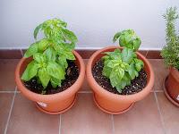 PASTA AL PESTO