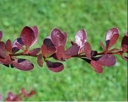 Berberis, Agracejo