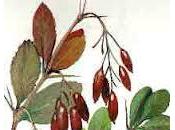 Berberis, Agracejo