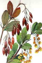 Berberis, Agracejo