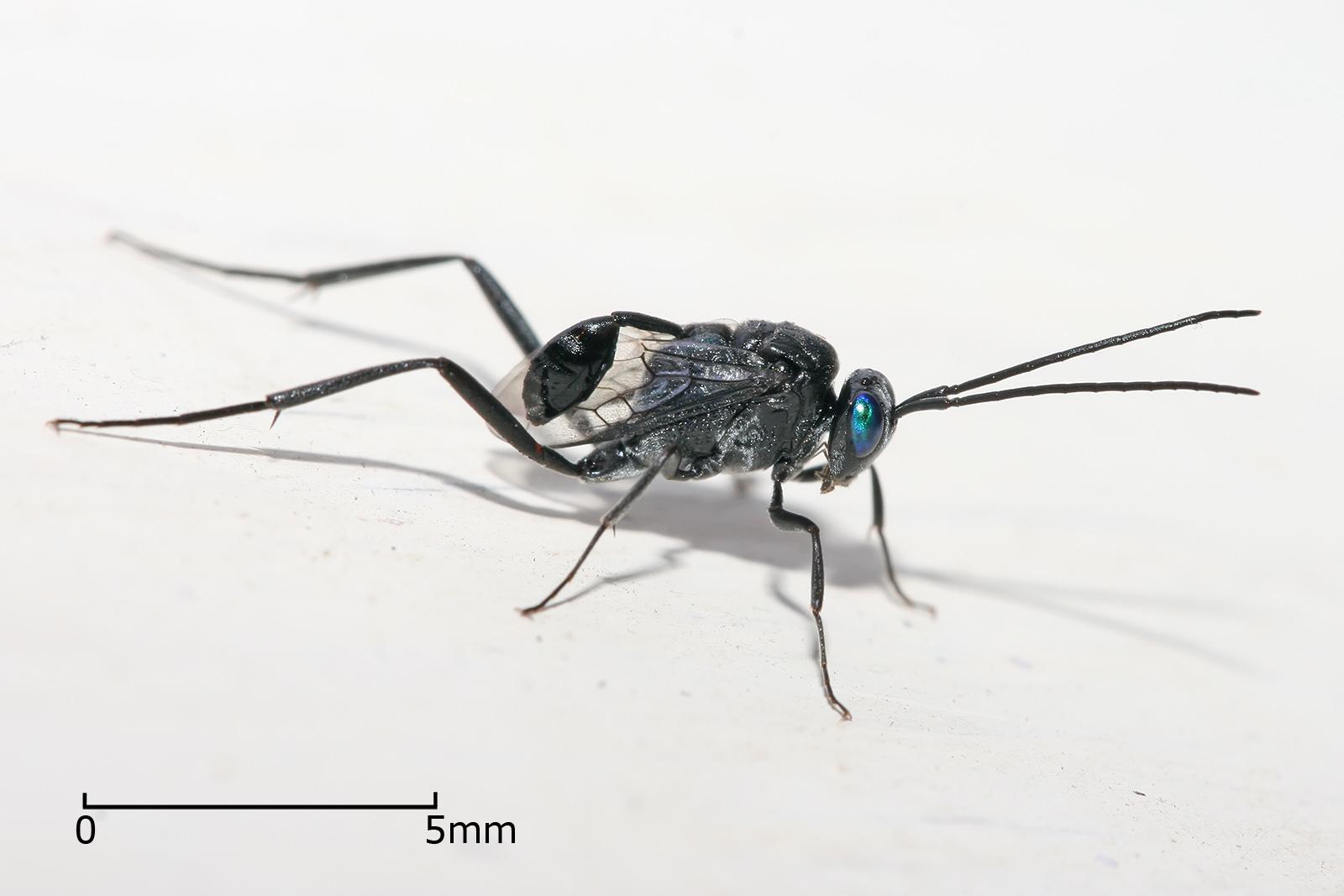 La evania, una aliada contra las cucarachas