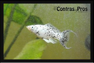 Hembra adulta de molly.