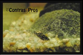 Alevín de molly nacido en casa.