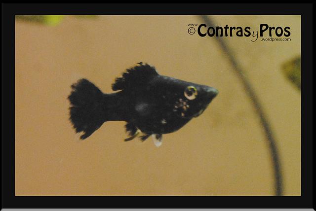 Hembra adulta de molly nacida en casa.