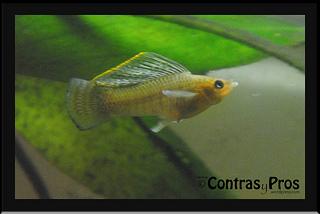 Macho adulto de molly.