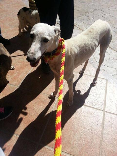 Sirena, preciosa galga en la perrera de Mairena. (Sevilla)