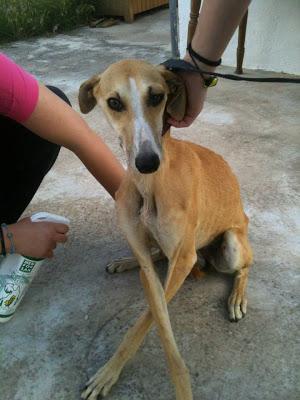 PETRI, GALGA, LA SACRIFICAN EL 05 JULIO.