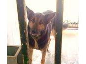 URGENTE!!! Pastores alemanes sanitario, sacrifican....