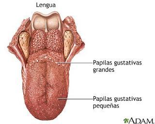 Dos ilusiones de la lengua