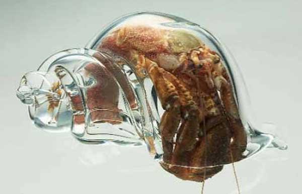 concha de cristal de un cangrejo ermitaño