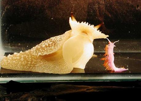 babosa marina Pleurobranchaea intenta comer a un mantón español (Flabellina iodinea)