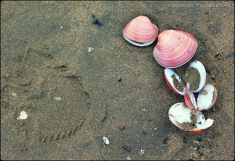 BT Monte Hermoso: la desembocadura del Rio Los Sauces