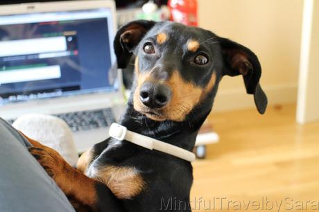 Viajar con perro a Cesenatico #cesenaticobellavita