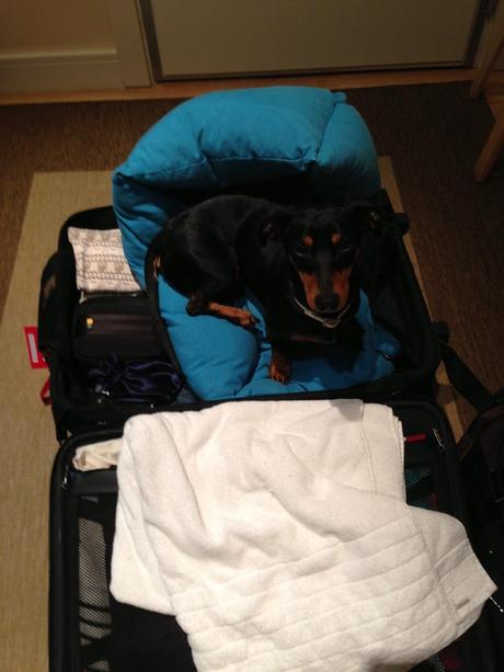 Viajar con perro a Cesenatico #cesenaticobellavita