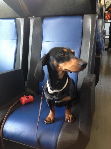 Viajar con perro a Cesenatico #cesenaticobellavita