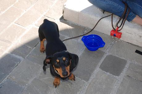 Viajar con perro a Cesenatico #cesenaticobellavita