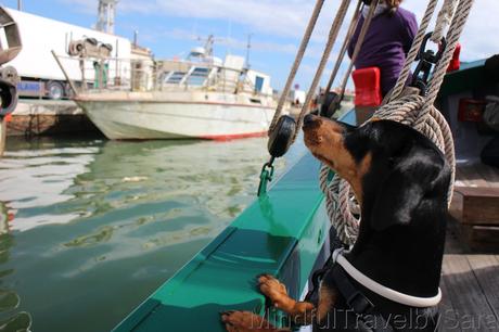 Viajar con perro a Cesenatico #cesenaticobellavita