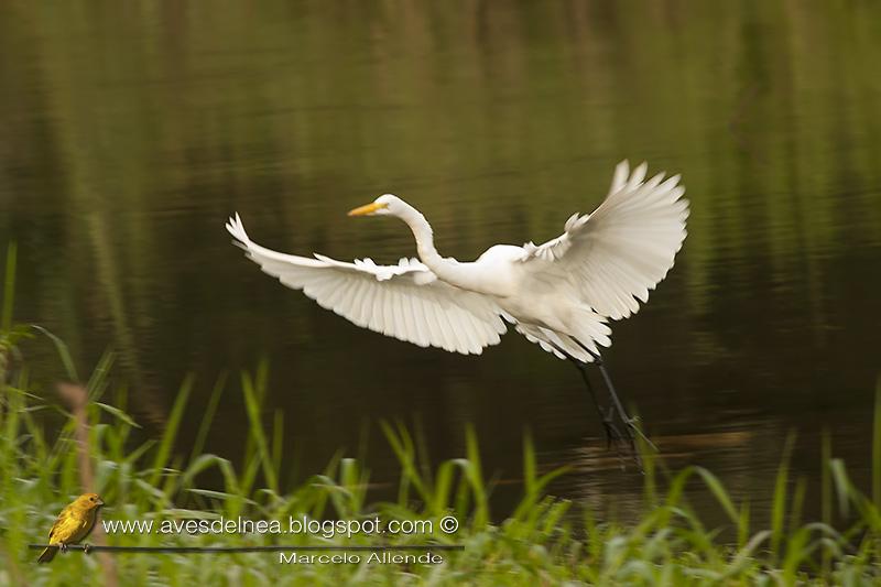 Garza blanca (Great egret)