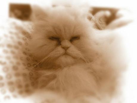 Androidografia Barakaldo 1359