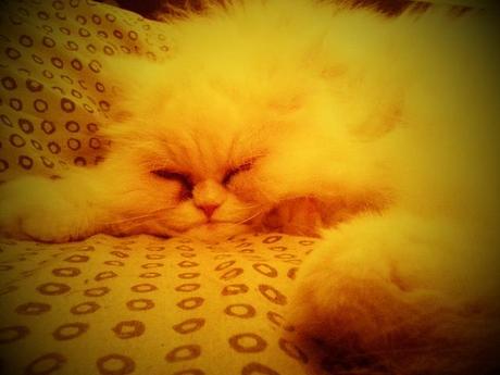 Androidografia Barakaldo 1358