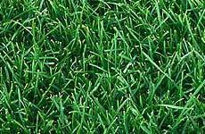 La hierba incómoda y el postureo antitransgénico