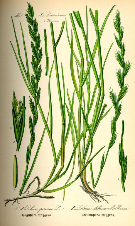 La hierba incómoda y el postureo antitransgénico