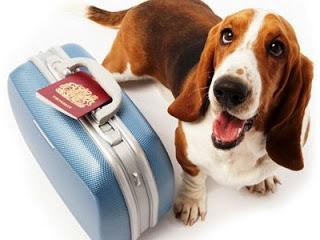 Viajar con la mascotas por la UE, normas que lo facilitan