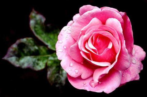 AGADIO- LARA FABIAN...