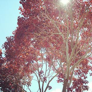 InstaLook @lookbypaolat