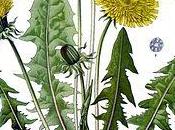 Hierbas medicinales para retención líquidos