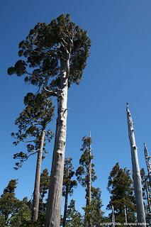 WWF te invita a apoyar a comunidades huilliche en la conservación del alerce