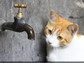Gato tierno