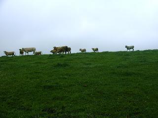 Trail en las fragas altas del Eume Trail en las fragas altas del Eume