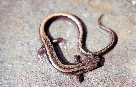 Trail en las fragas altas del Eume Trail en las fragas altas del Eume