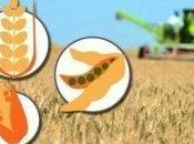 Maíz, trigo soja suben Chicago antes informe USDA