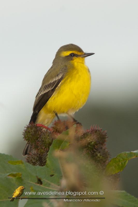 Suirirí amarillo (Yellow-browed tyrant)