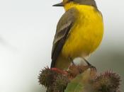 Suirirí amarillo (Yellow-browed tyrant)