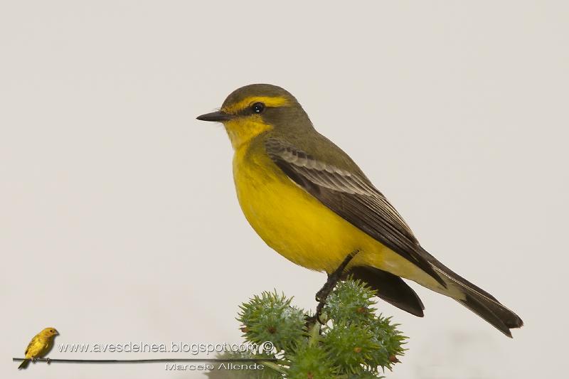 Suirirí amarillo (Yellow-browed tyrant)