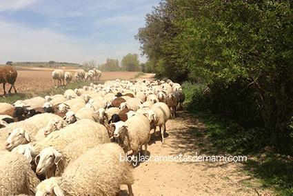 Miércoles mudo 27: mis compañeras de deporte ovejas