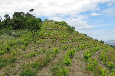 Nin-Ortiz Mas del Caçador de Nin-Ortiz