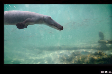 El Aquarium de Julio Lacerda