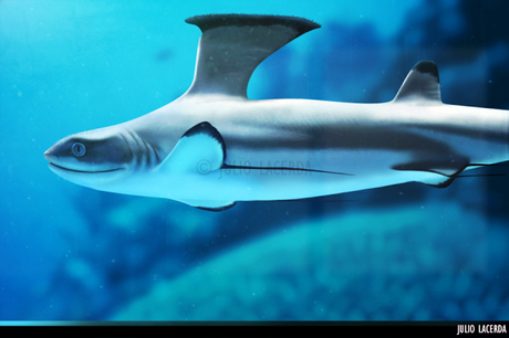 El Aquarium de Julio Lacerda