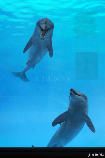 El Aquarium de Julio Lacerda
