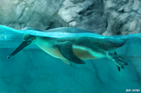 El Aquarium de Julio Lacerda