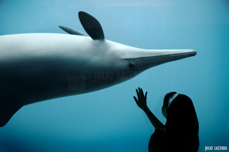 El Aquarium de Julio Lacerda