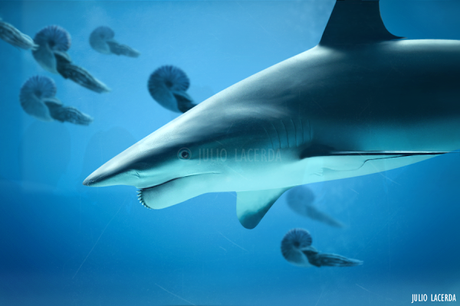 El Aquarium de Julio Lacerda